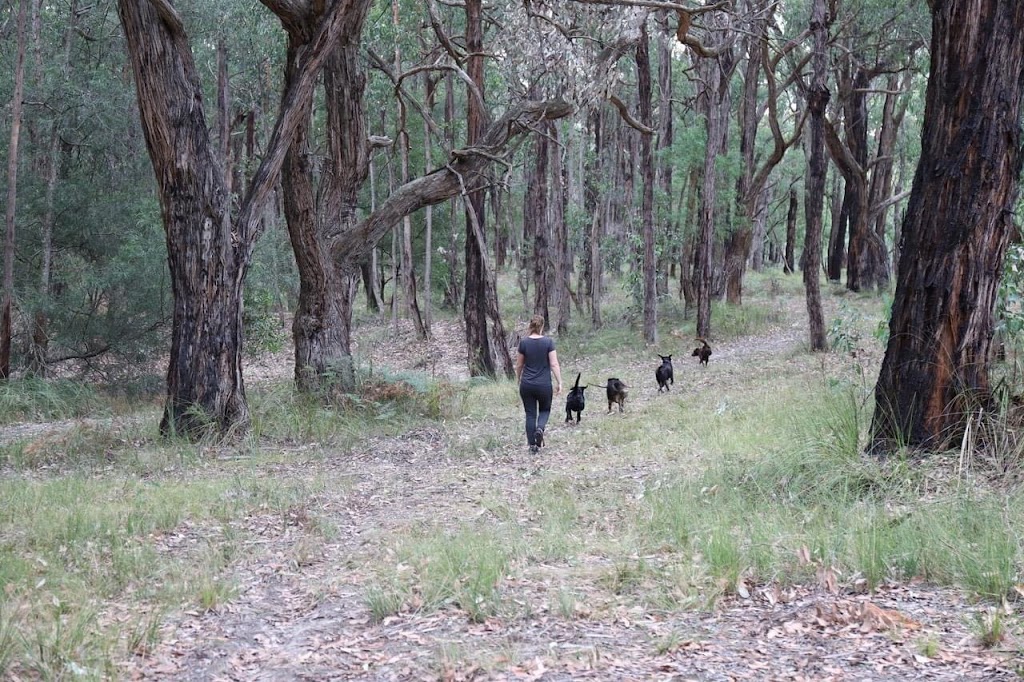 Neika & Co. Dog Adventures |  | 92 Dudgeons Ln, Bangalow NSW 2479, Australia | 0409149853 OR +61 409 149 853