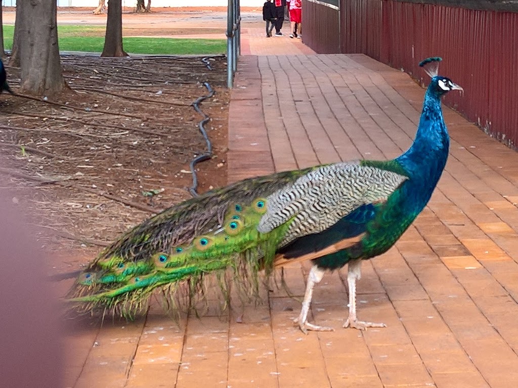 Kalgoorlie Boulder Community Garden Inc | park | 39 Memorial Dr, West Lamington WA 6430, Australia | 0422995728 OR +61 422 995 728