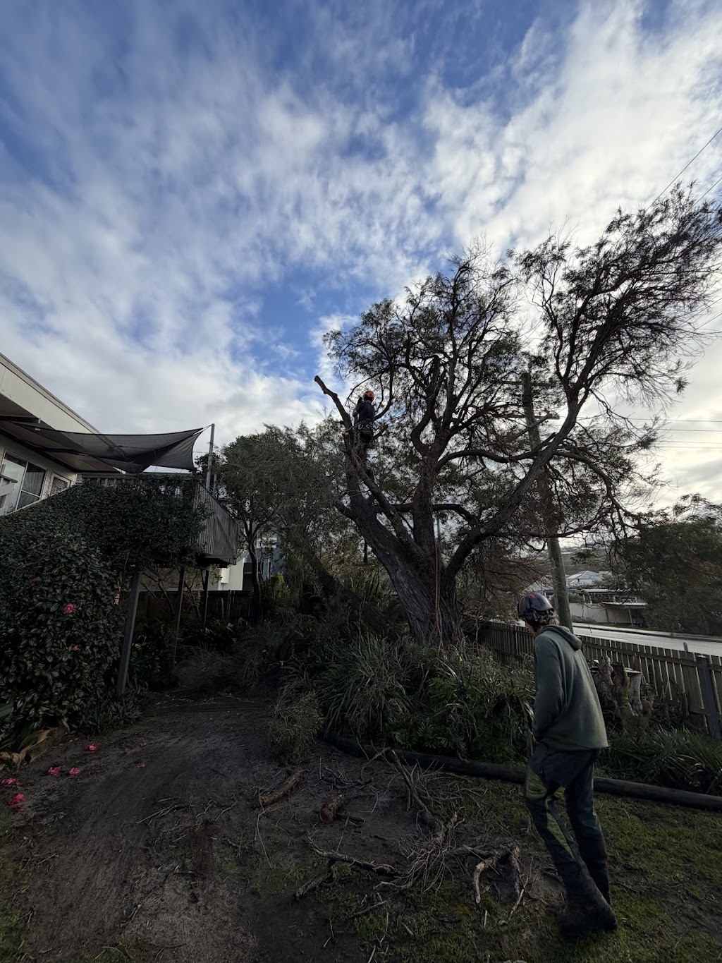 Davies tree services | 116 Bagnall Beach Rd, Corlette NSW 2315, Australia | Phone: 0432 739 097