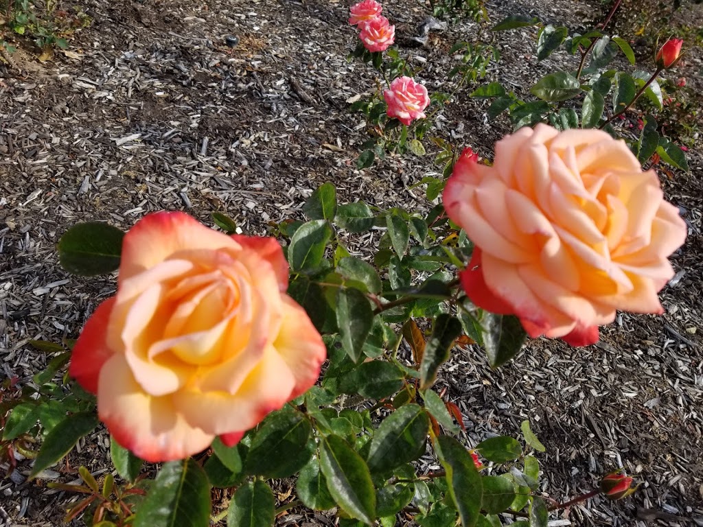 Peace Memorial Rose Gardens | Unnamed Road, Nedlands WA 6009, Australia