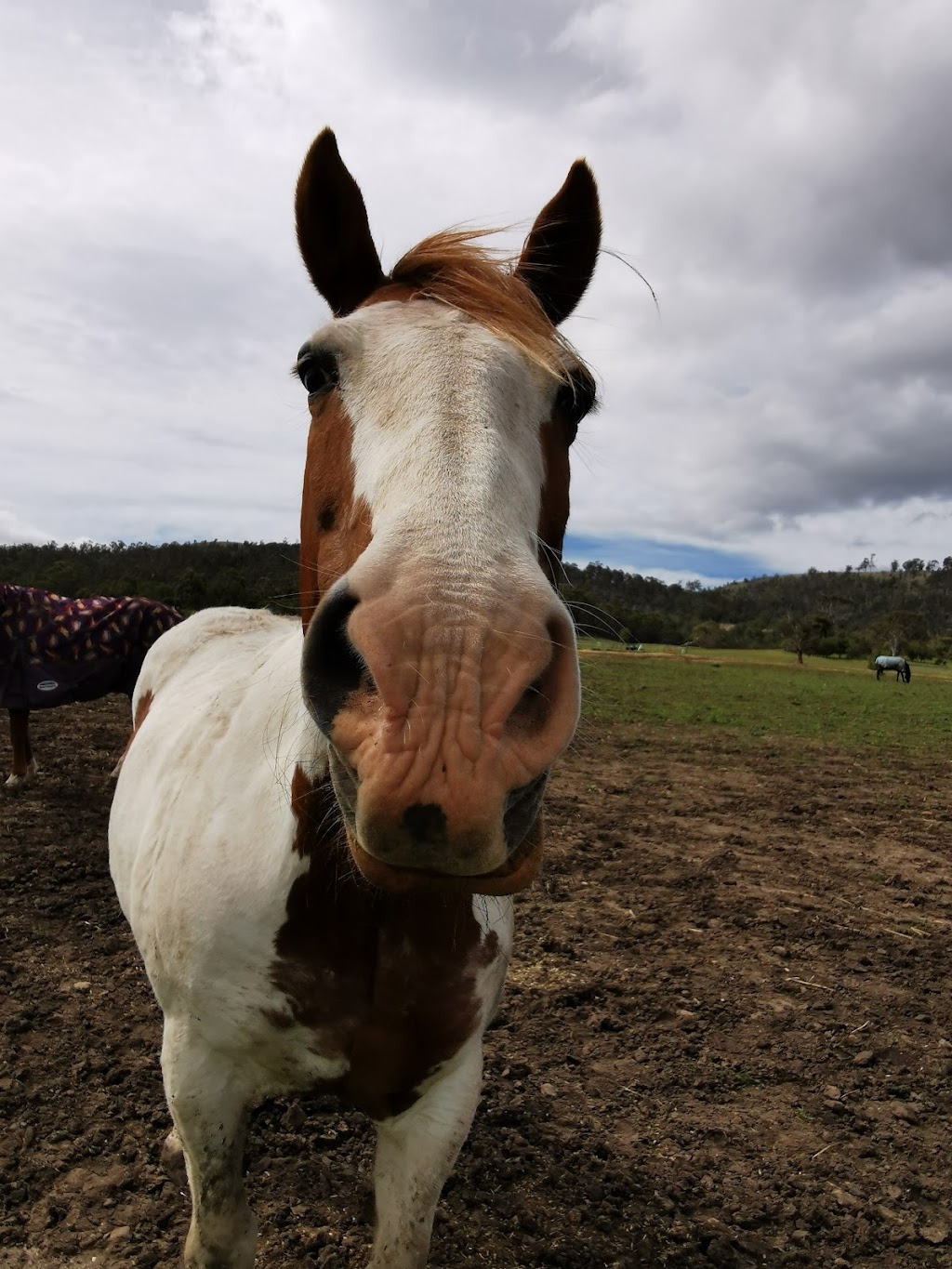 Jeu de cheval - Hobart horseplay |  | 712 Middle Tea Tree Rd, Tea Tree TAS 7017, Australia | 0433806708 OR +61 433 806 708