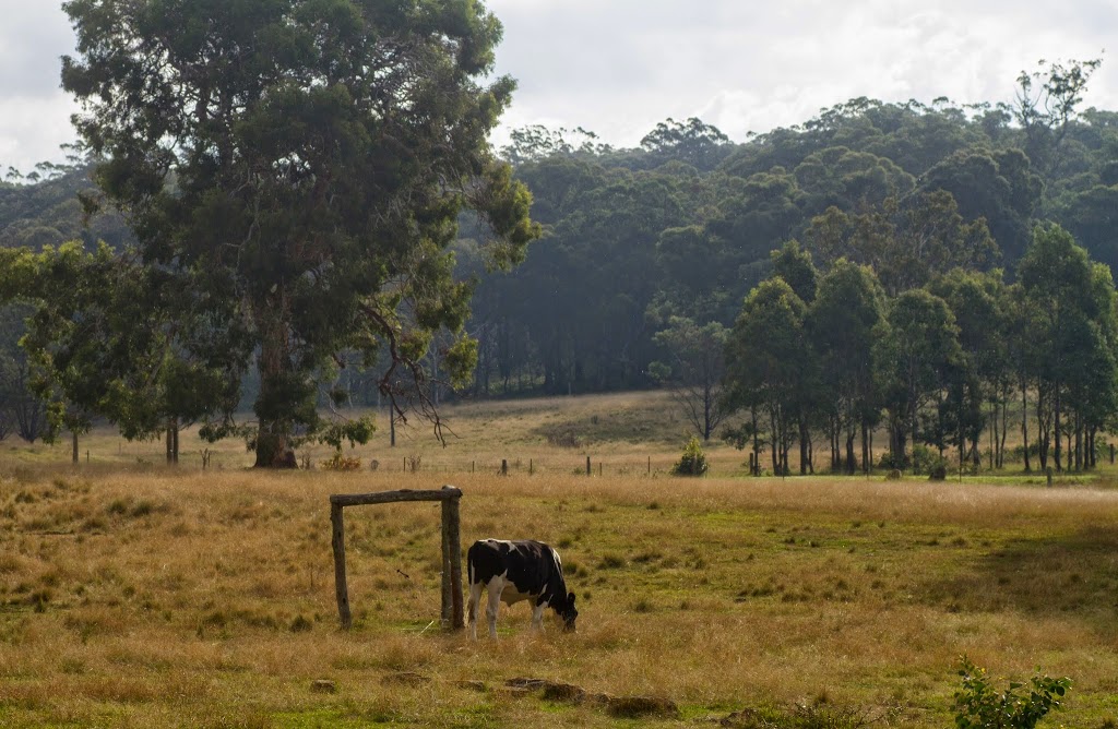 Belanglo State Forest | Belanglo NSW 2577, Australia