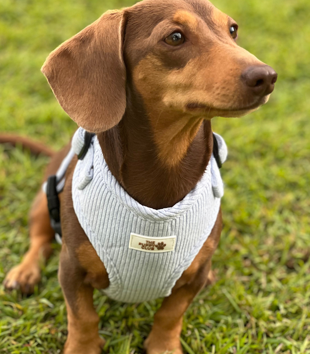 The Puppy Club | 373 Old Mount Samson Rd, Closeburn QLD 4520, Australia | Phone: 0415 287 700