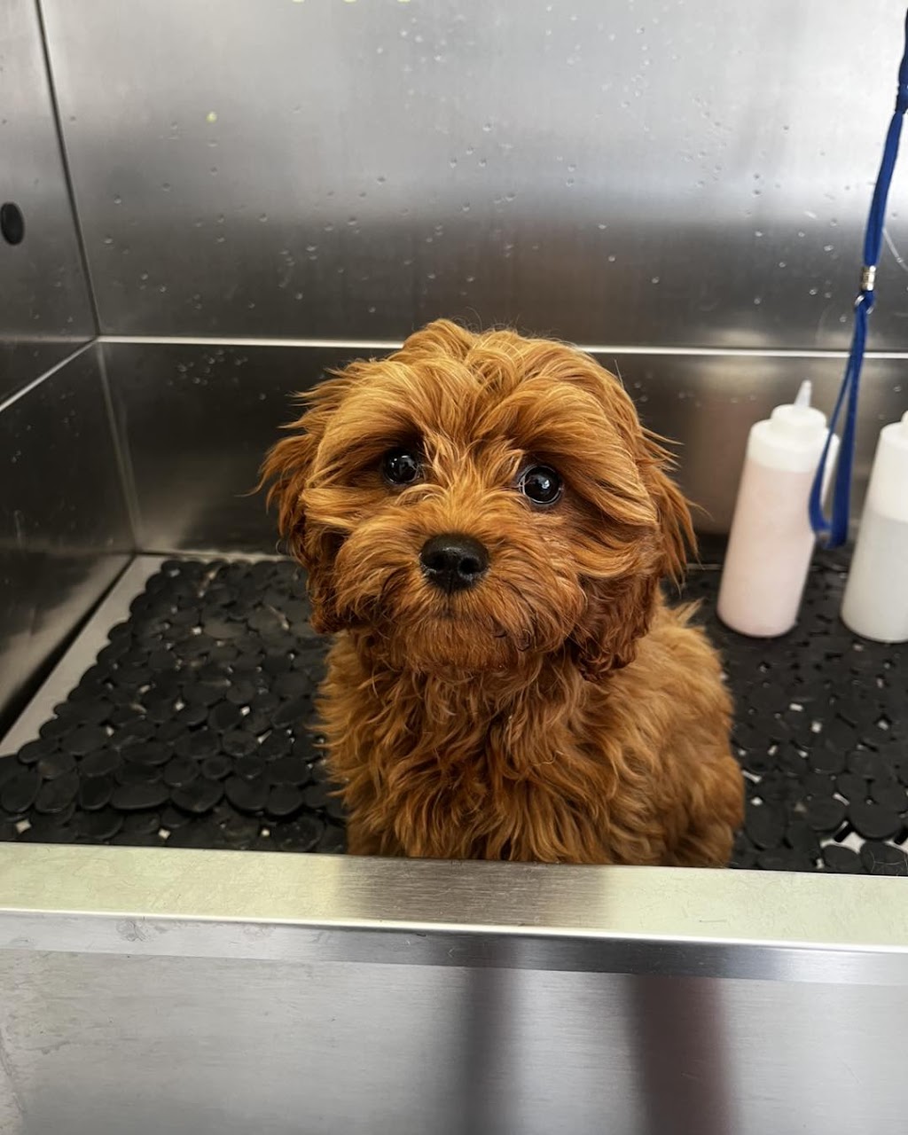 Cinda’s Pet Services | 2/96 Northville Dr, Barnsley NSW 2278, Australia | Phone: 0424 649 428