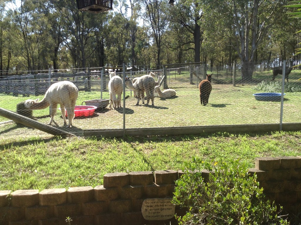 Tanglin Lodge Alpaca | 128 Tennyson Rd, Tennyson NSW 2754, Australia | Phone: (02) 4576 6929