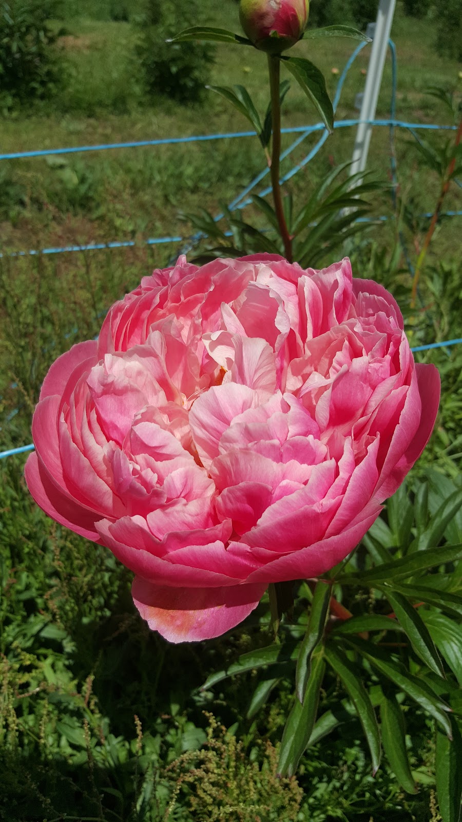 Peonies of Romswood | 155 Cherokee Rd, Kerrie VIC 3434, Australia | Phone: (03) 5427 0260