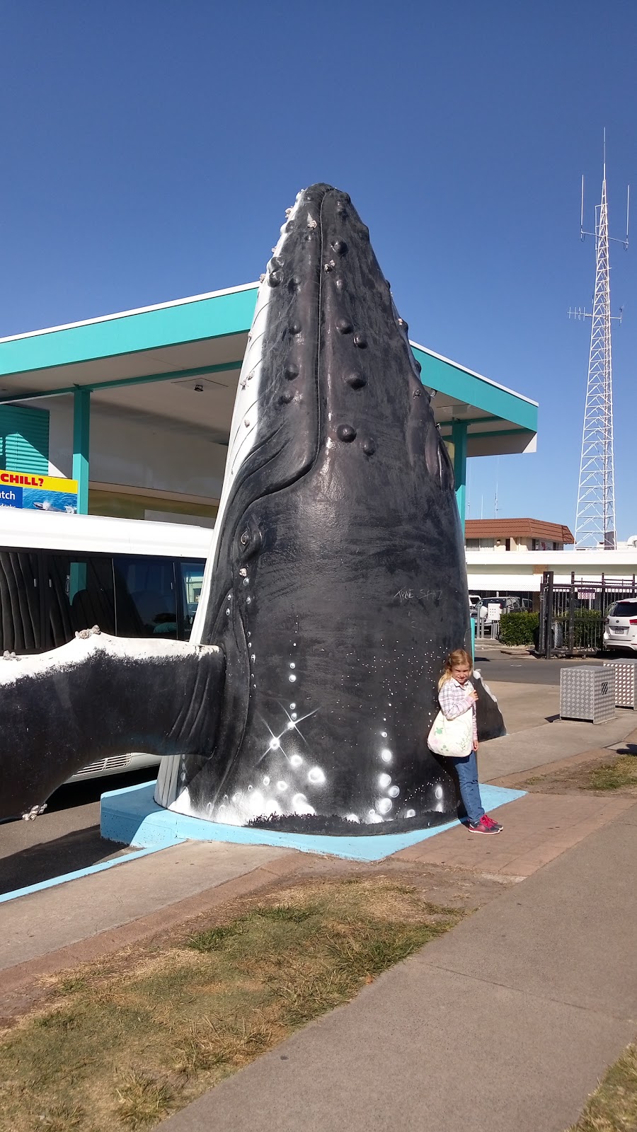 Spirit of Hervey Bay | travel agency | Whale Bay Marina, Buccaneer Dr, Urangan QLD 4655, Australia | 1800642544 OR +61 1800 642 544