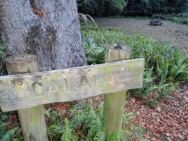Calala | park | Lady Carrington Dr, Royal National Park NSW 2233, Australia