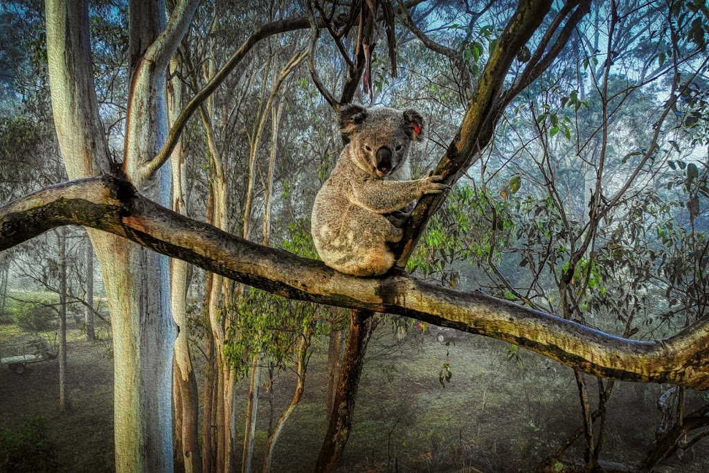 Venus & Harley Studio | 13 Marion St, Pechey QLD 4352, Australia | Phone: 0419 916 769