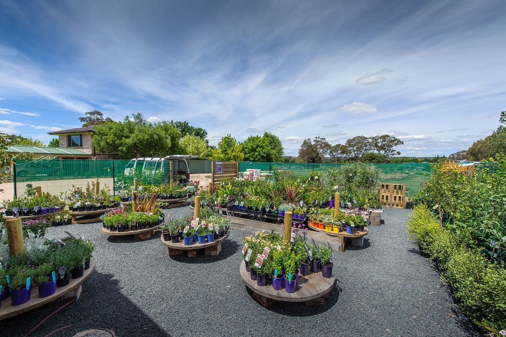 Little Ladybird Plant Nursery | 164 Bridge St, Uralla NSW 2358, Australia | Phone: (02) 6778 3098