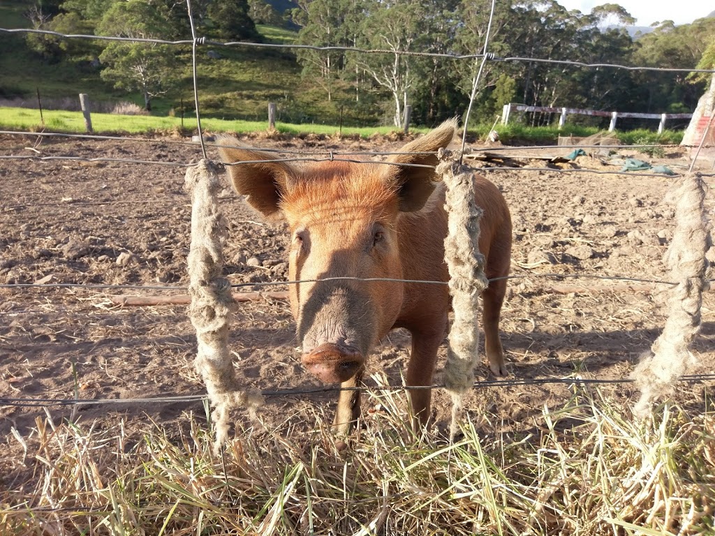 Eramboo Farm (formerly Gordonvale) |  | Upper Kangaroo River NSW 2577, Australia | 0439345837 OR +61 439 345 837