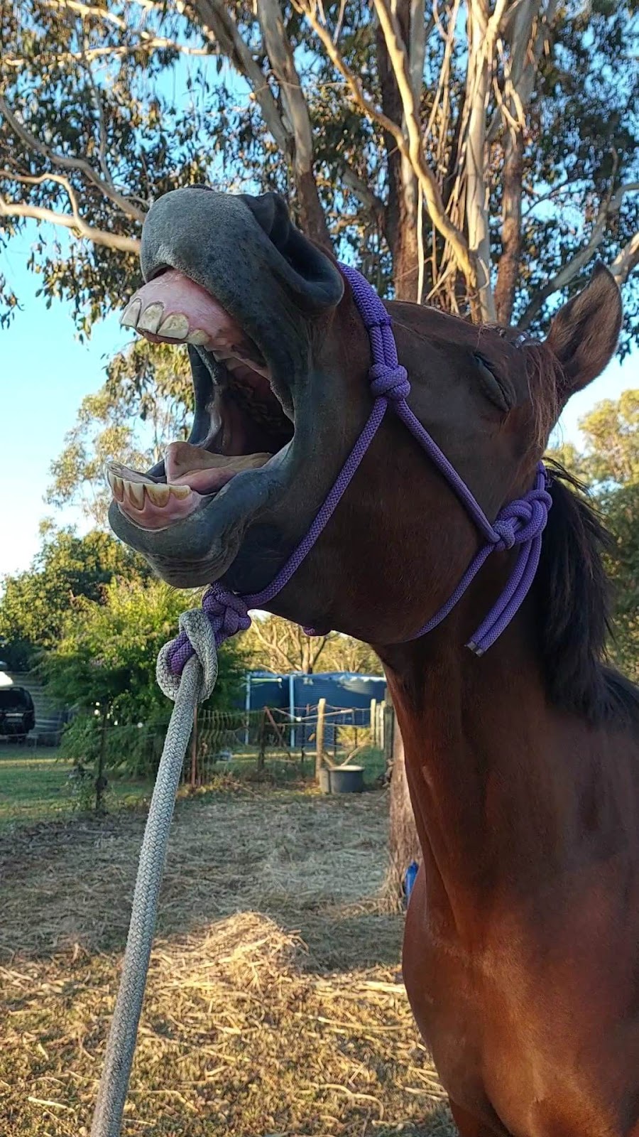 Bare Bowen Equine Services | 769 Sandy Creek Rd, Sandy Creek QLD 4515, Australia | Phone: 0491 046 468