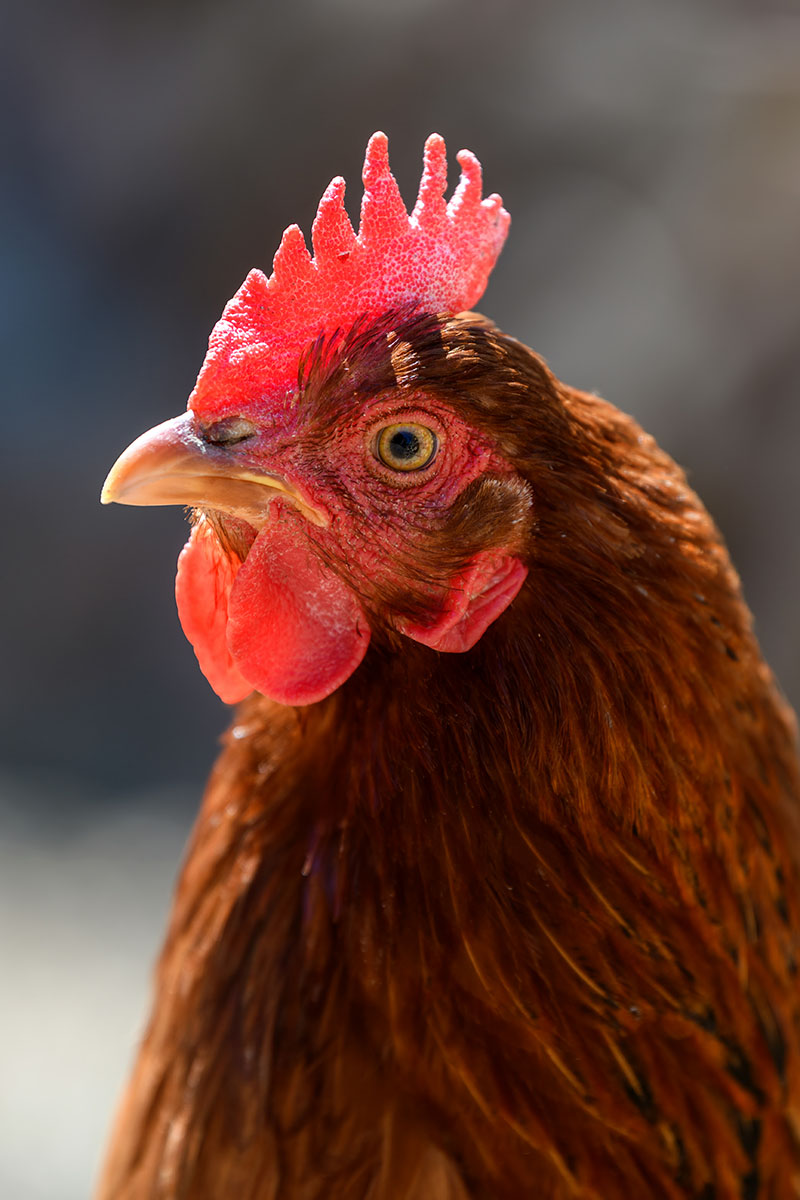 Only Hens | 31 Macquarie Court, Wangaratta VIC 3677, Australia | Phone: 0435 907 033