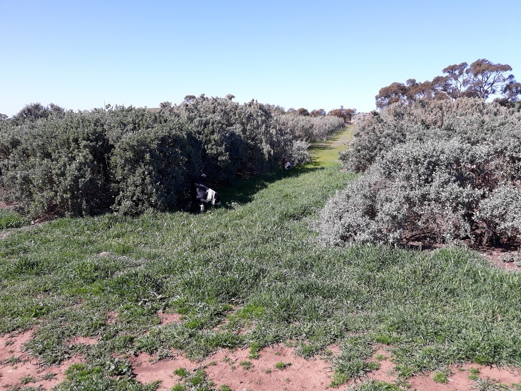 Footeside Farm | Truro-Eudunda Rd, Eudunda SA 5374, Australia | Phone: 0427 811 373