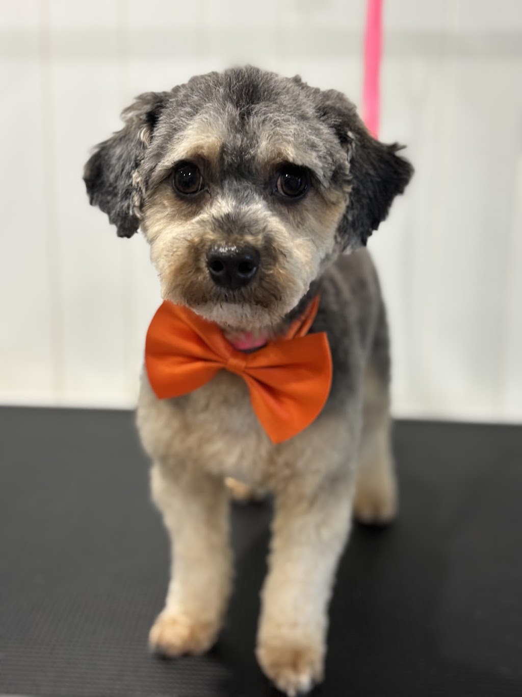 Suds N Pups | 10 Everett Pl, Annangrove NSW 2156, Australia | Phone: 0494 034 828