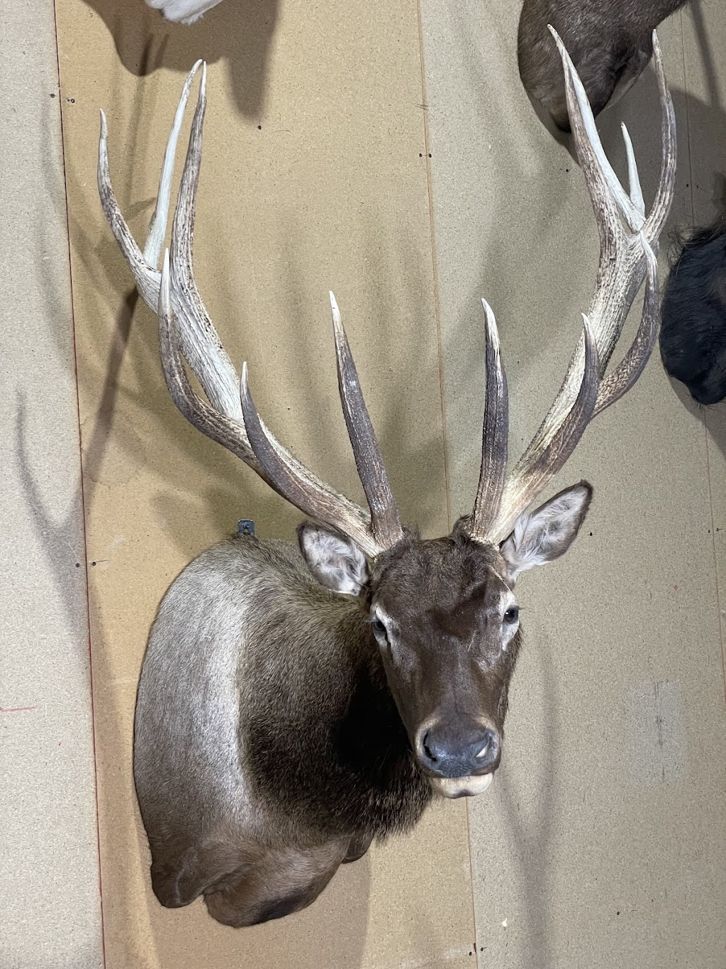 Murray valley Taxidermy | 1922 Burrowye Rd, Koetong VIC 3704, Australia | Phone: 0417 405 176