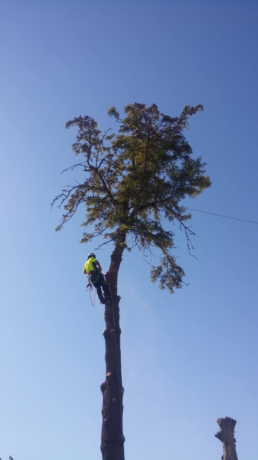 Tree Techniques | Wodonga Station Rd, Wodonga VIC 3690, Australia | Phone: (02) 6105 9089