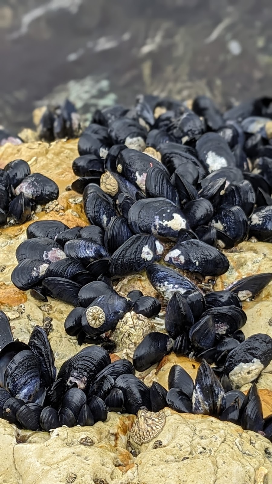 Kingston Beach Sailing Club | 44 Osborne Esplanade, Kingston Beach TAS 7050, Australia | Phone: (03) 6229 5040