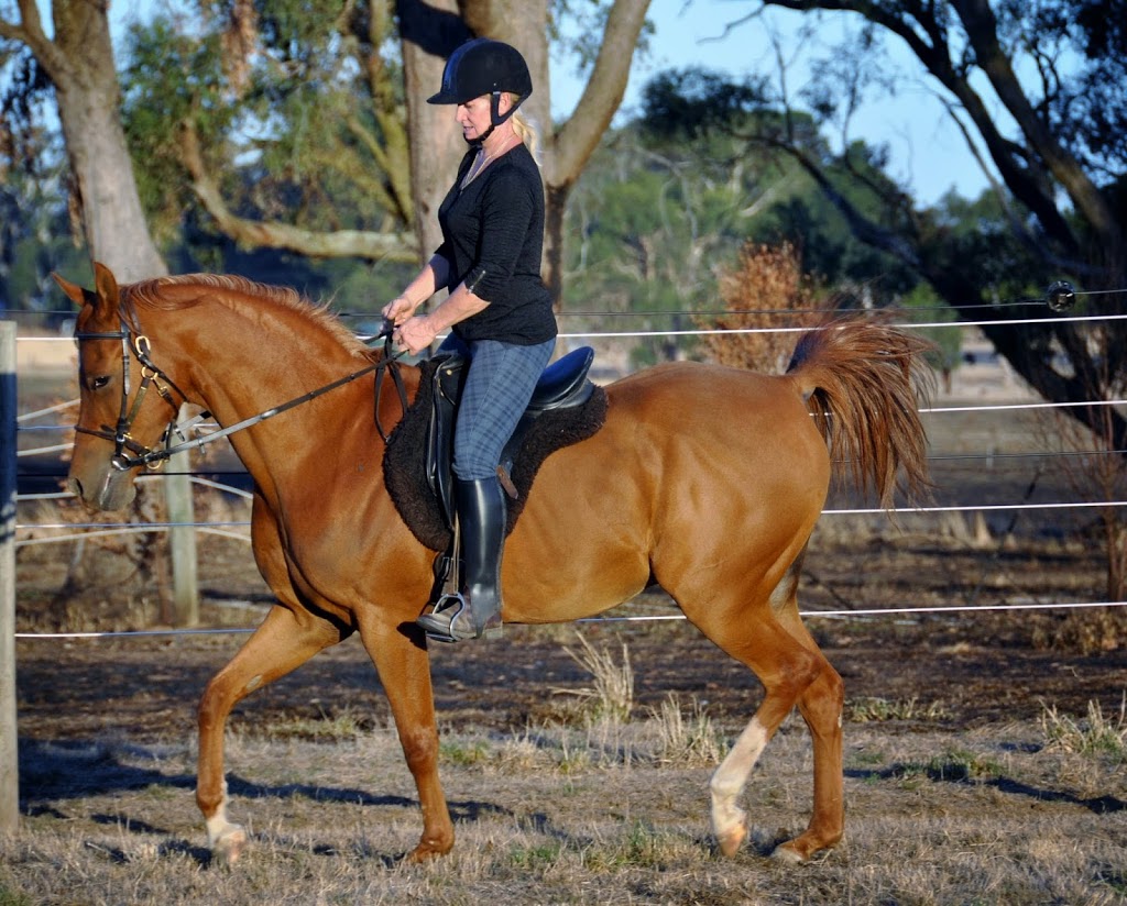 South Serenity Arabians | 285 Gehreys Ln, Kilmore VIC 3764, Australia | Phone: 0418 360 636