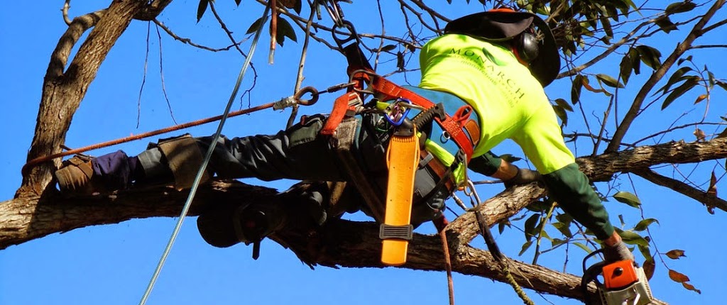 Treeline Tree Services | general contractor | 109 Wongawallan Dr, Wongawallan QLD 4210, Australia | 0417794228 OR +61 417 794 228