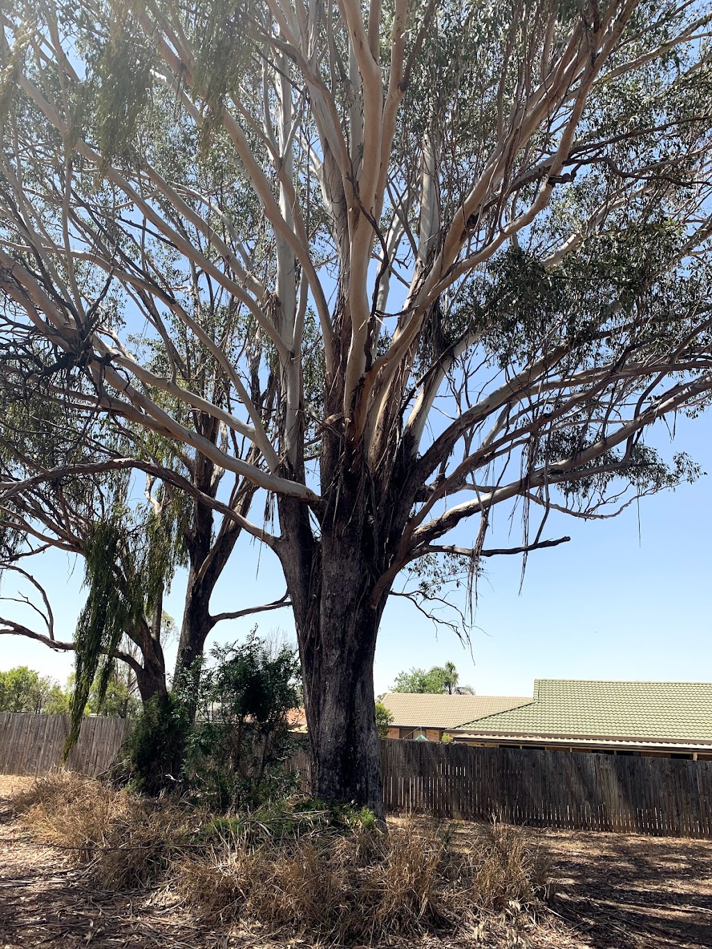 South Burnett Tree Removal |  | Kingaroy QLD 4610, Australia | 0422896754 OR +61 422 896 754