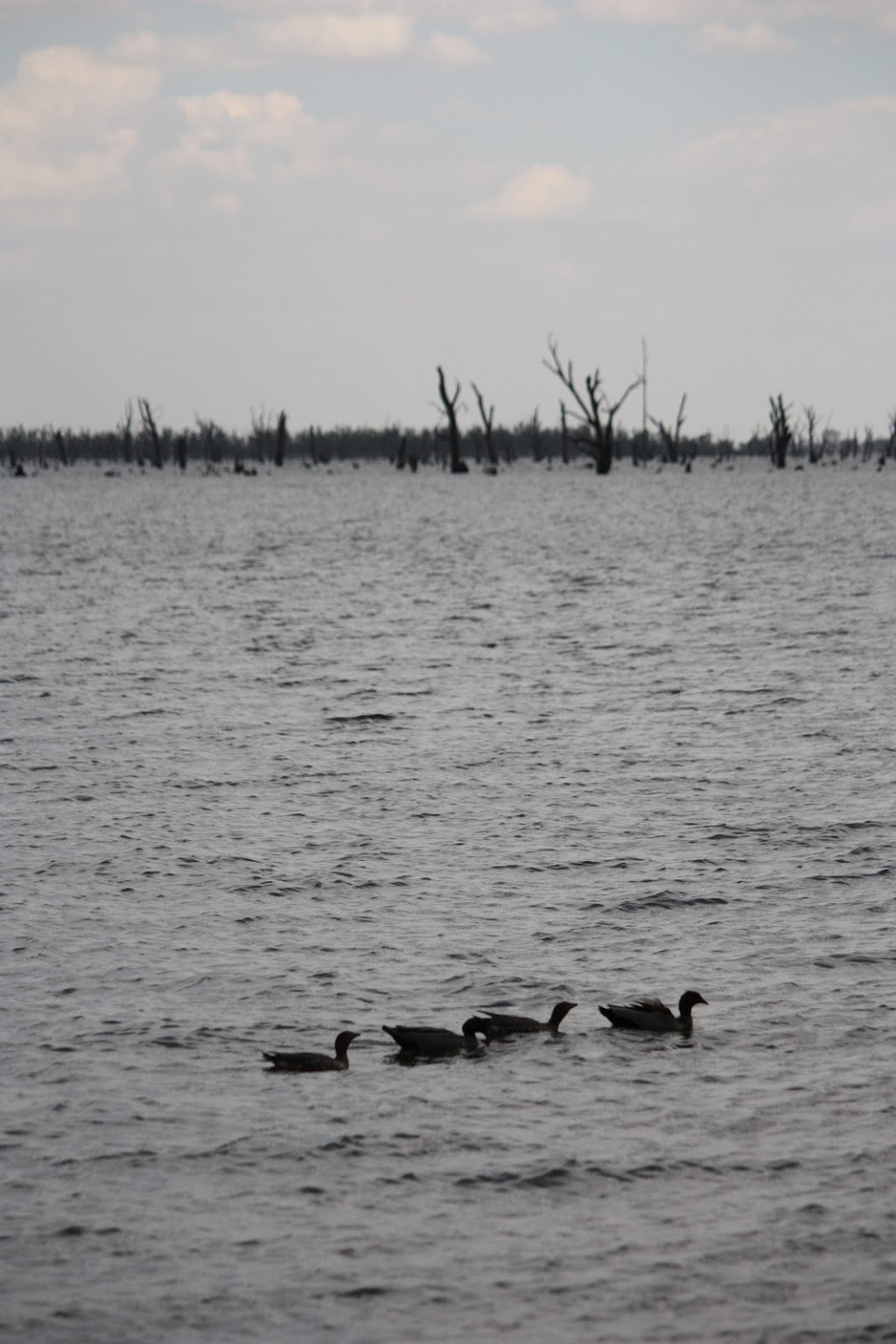 Yarrawonga Foreshore Reserve | park | Yarrawonga VIC 3730, Australia