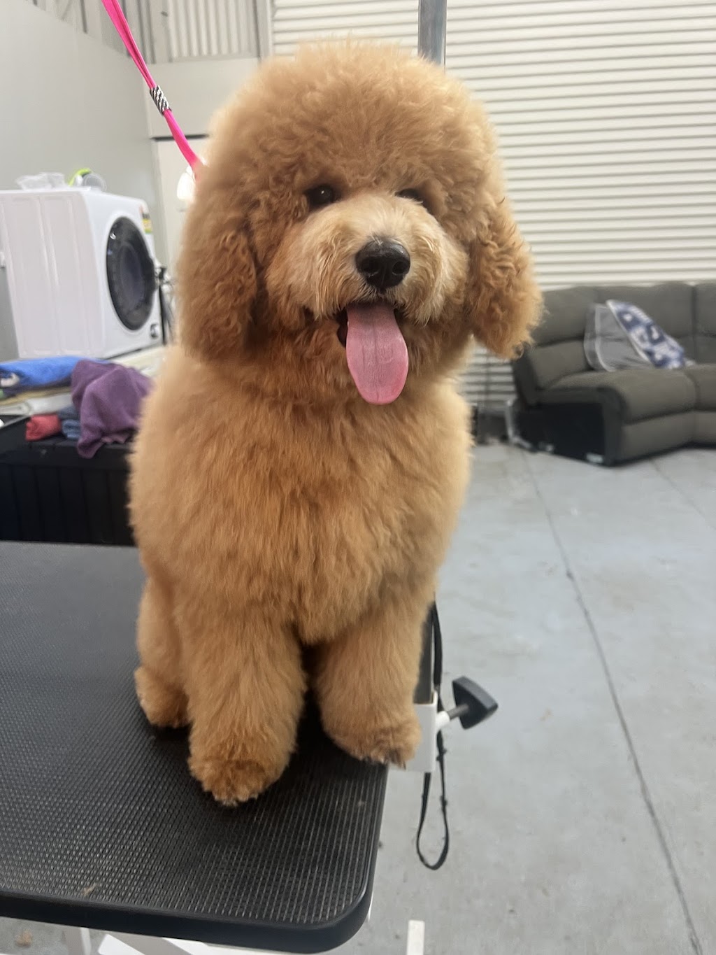 McKinnons Dogwash & Grooming | 32 Hoddle St, Robertson NSW 2577, Australia | Phone: 0434 892 844