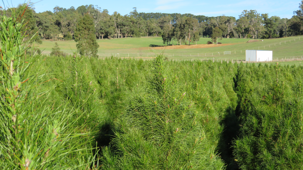 Seville Christmas Tree Farm |  | 44 Monbulk-Seville Rd, Seville VIC 3139, Australia | 0414371859 OR +61 414 371 859