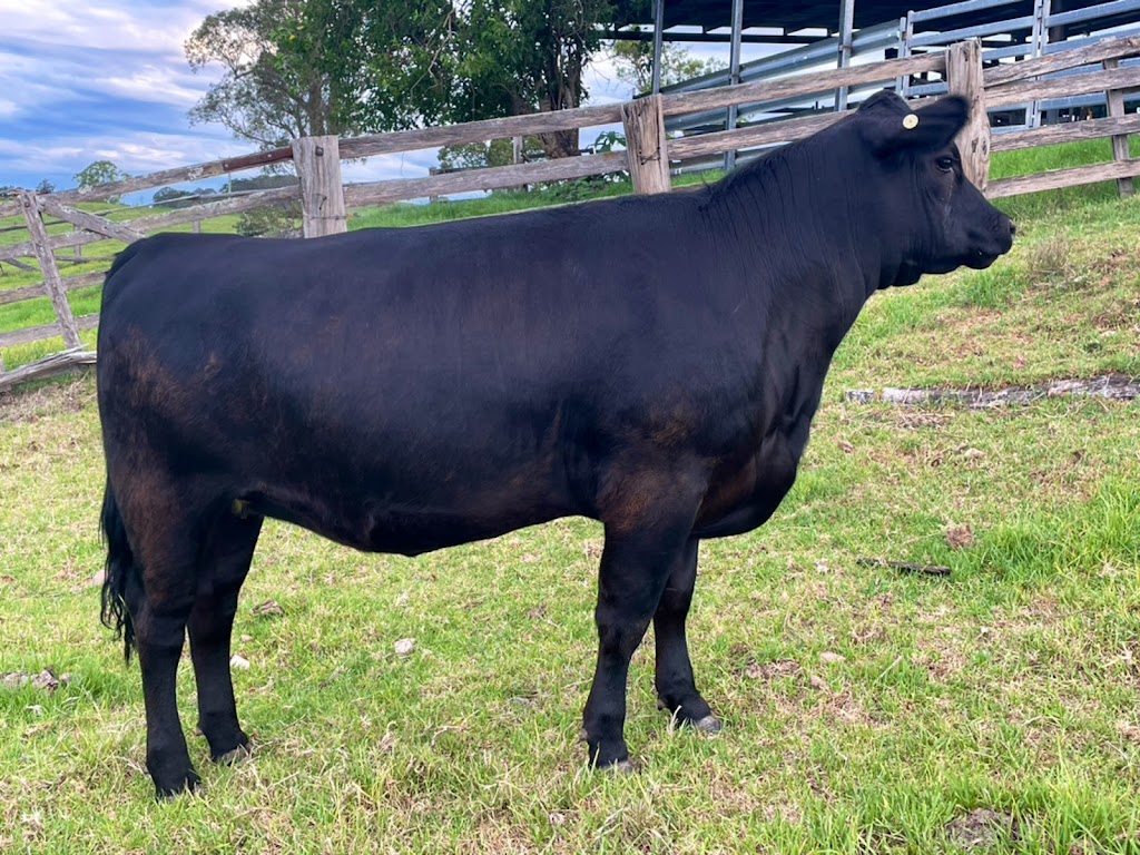 Petandra Angus | 622 The Bucketts Way, Stroud Road NSW 2415, Australia | Phone: 0400 349 966