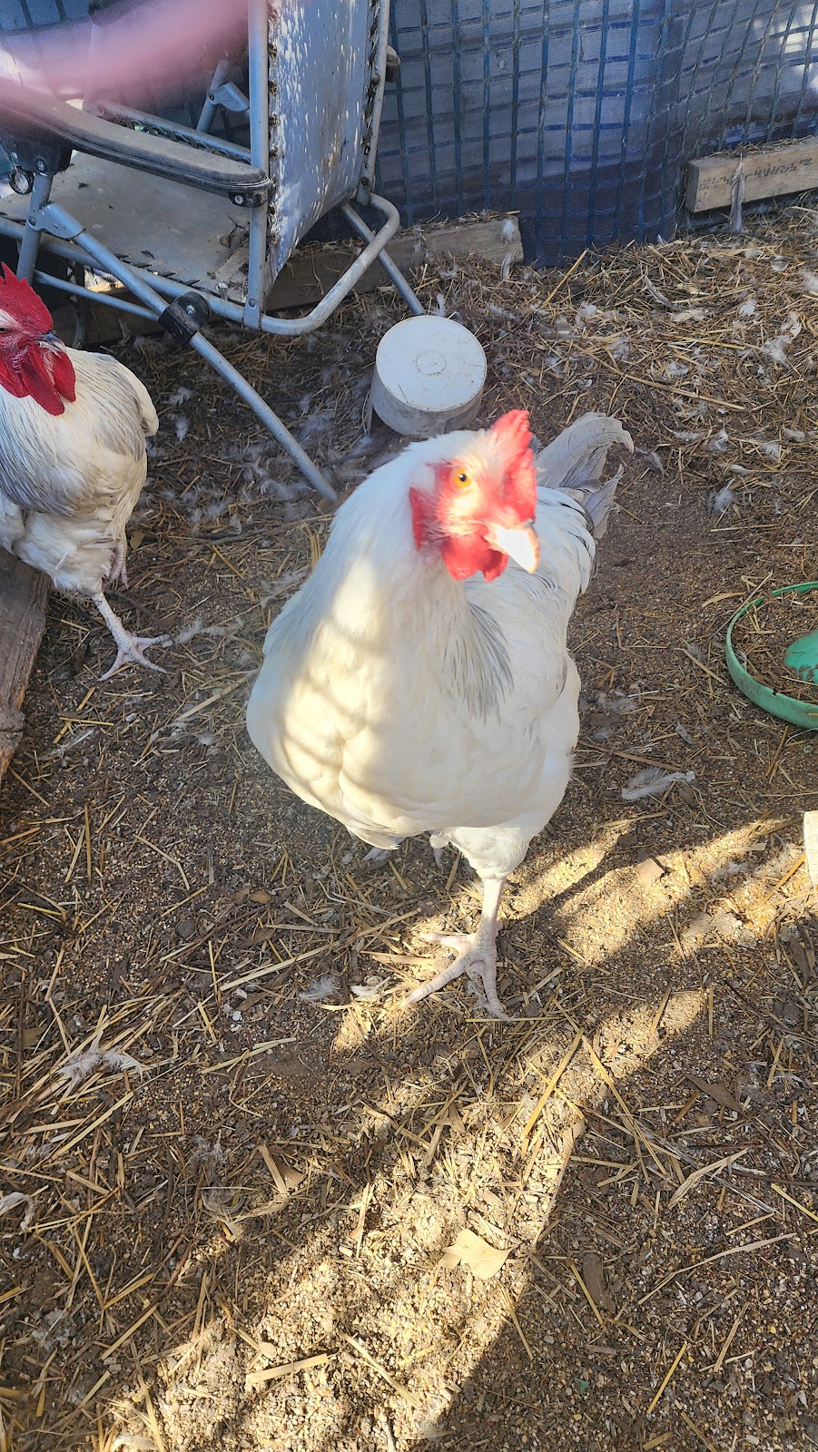 Debras Chicken Haven | Daisy Rd, Mount Tarampa QLD 4311, Australia | Phone: 0447 795 657