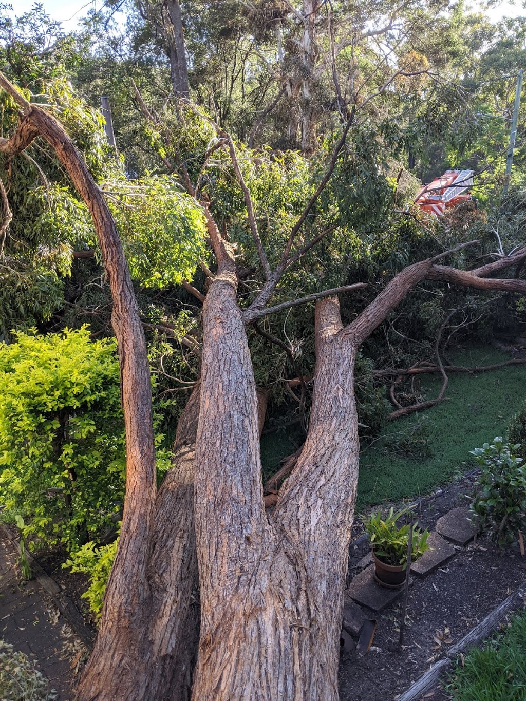 Lilyvale Tree service | 1433 Princes Hwy, Heathcote NSW 2233, Australia | Phone: 0402 657 353