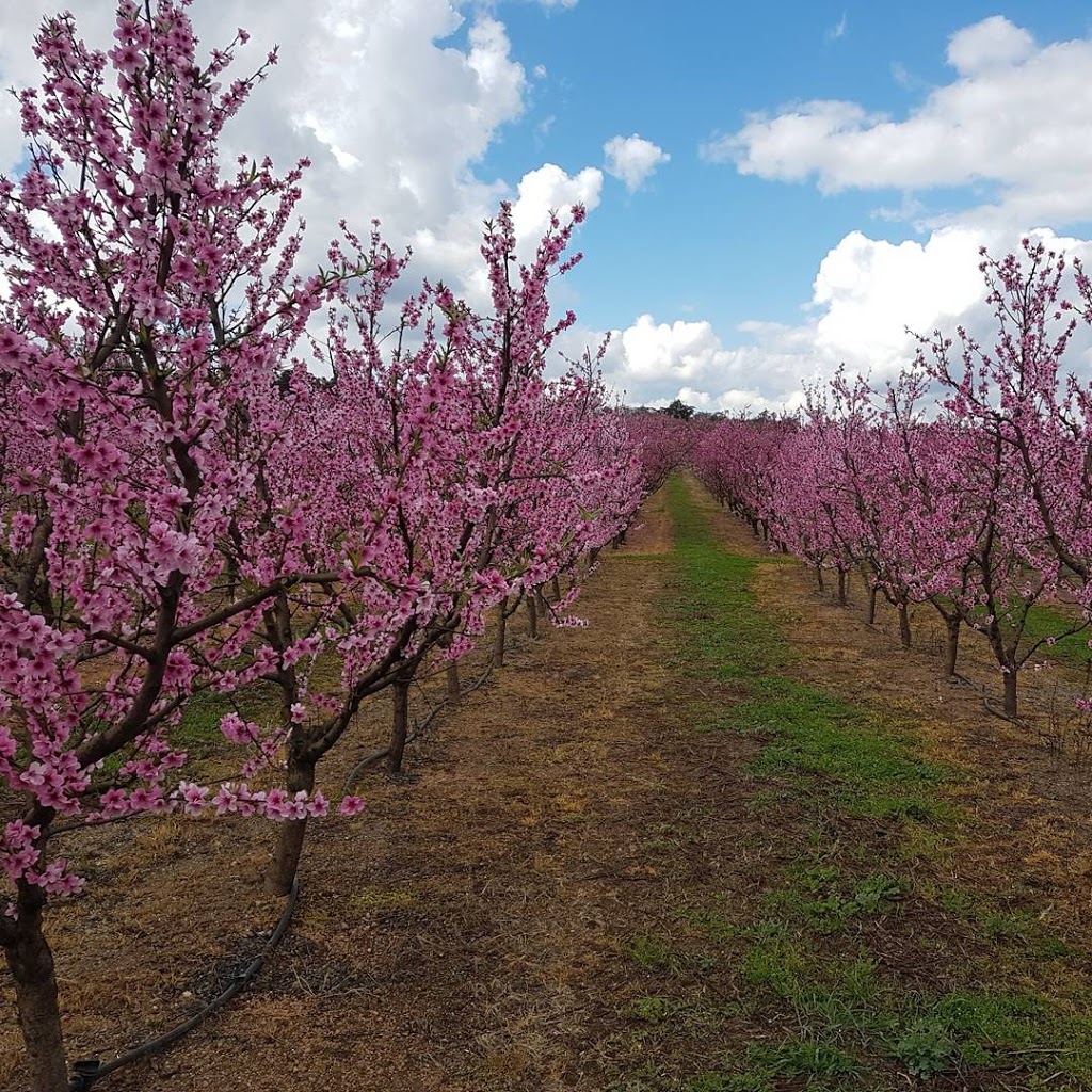 Tonys Summer Fruits Open December To April | 721 Canning Rd, Carmel WA 6076, Australia | Phone: 0408 293 521