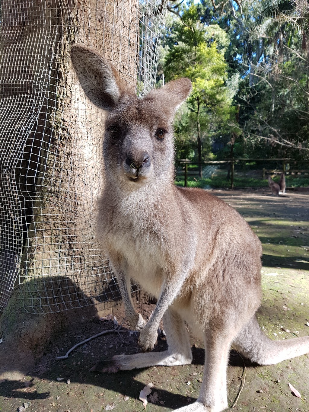 Koala Park Sanctuary Sydney | zoo | 84 Castle Hill Rd, West Pennant Hills NSW 2125, Australia | 0294843141 OR +61 2 9484 3141