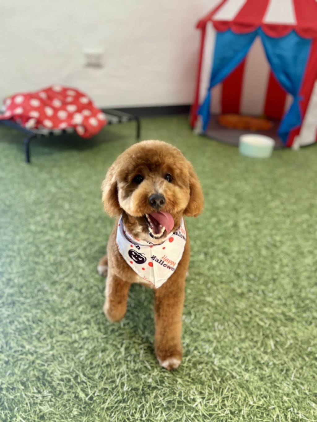 K9 Kulture Daycare and Spa | 15 Industrial Ave, Yeppoon QLD 4703, Australia | Phone: 0477 738 964