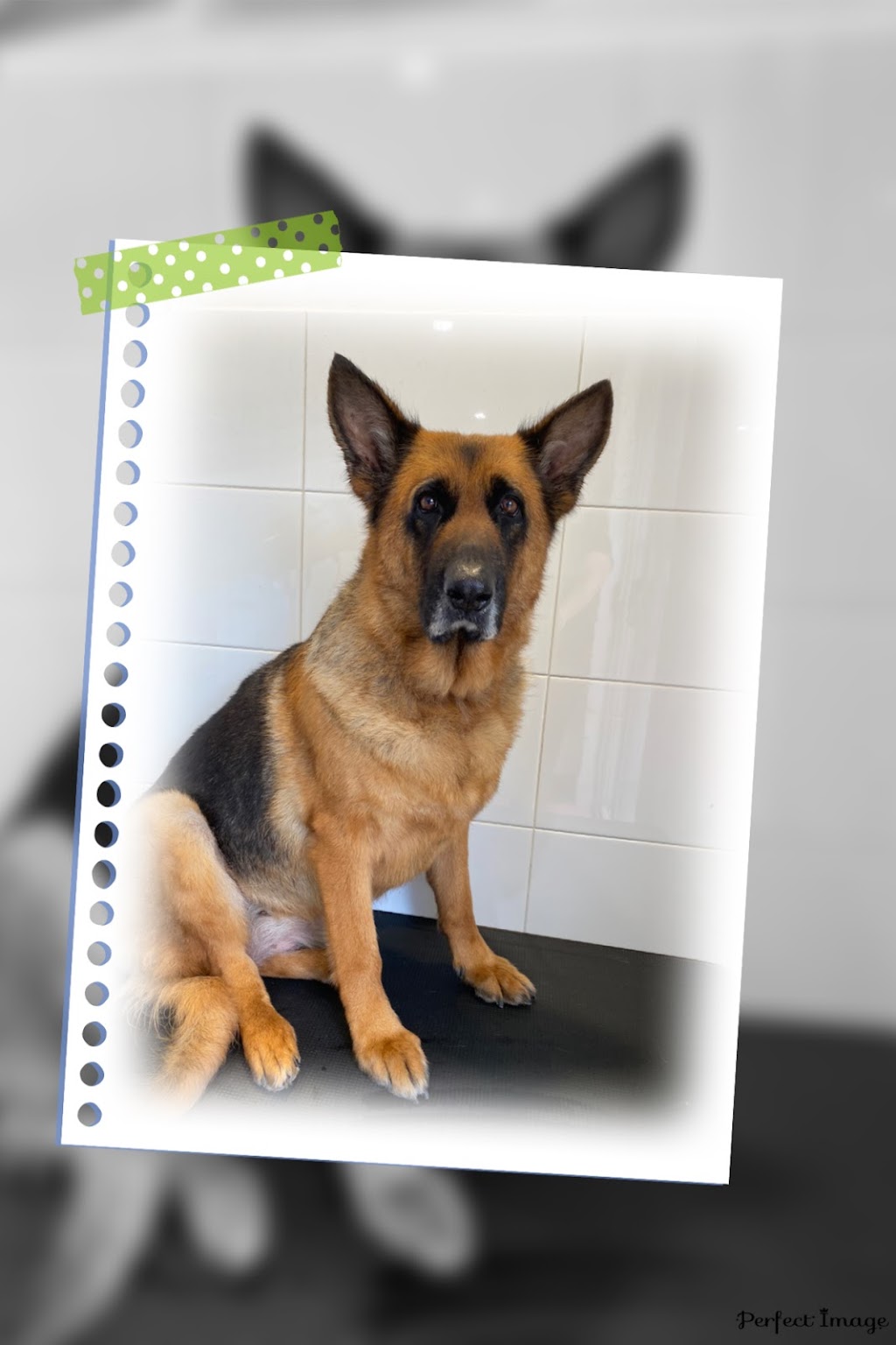 Nickys dog grooming | 7 Truro Ct, Yanchep WA 6035, Australia | Phone: 0438 539 174