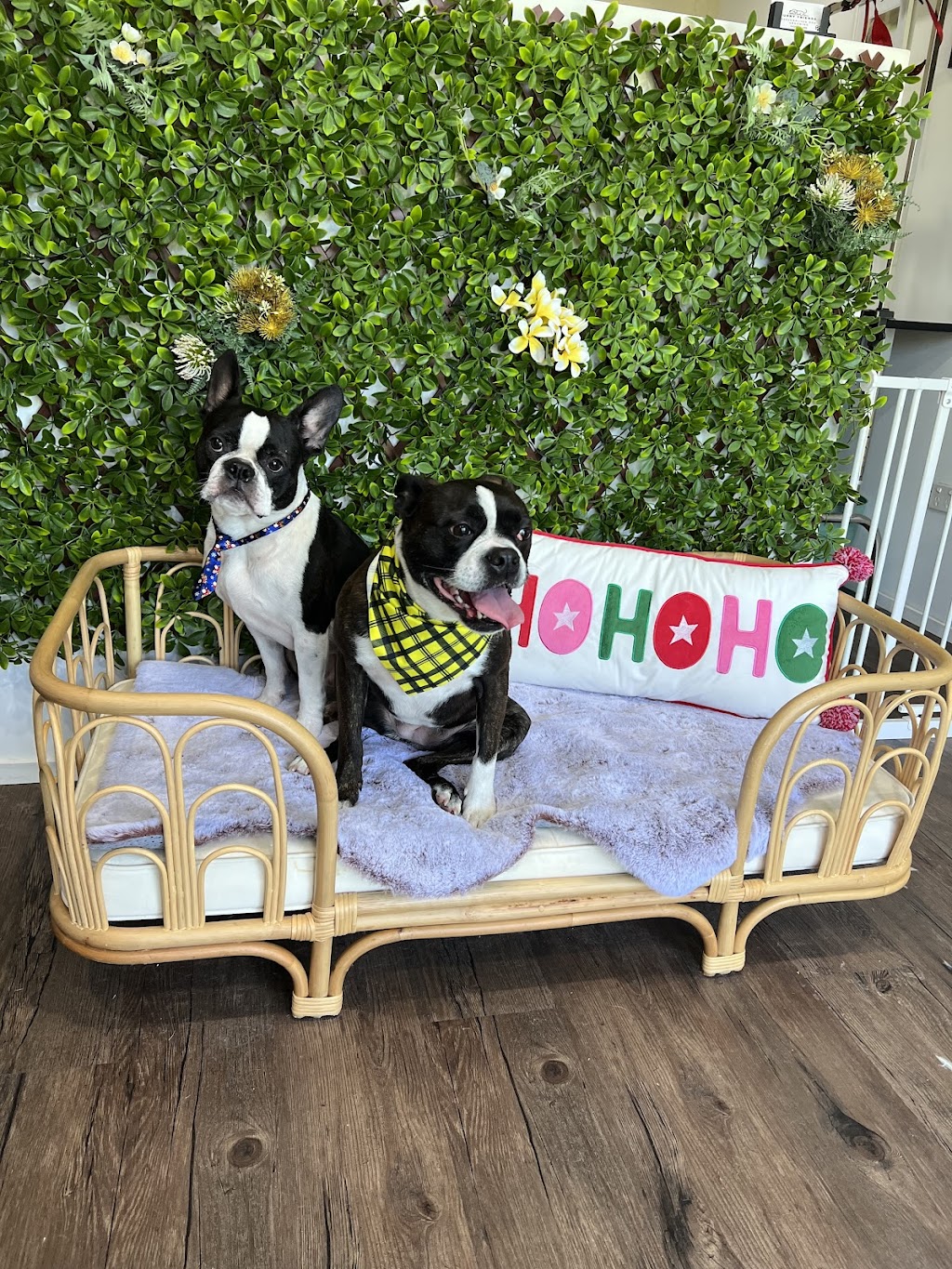 Furry Friendz - Personalised Dog Grooming | 14 Sycamore St, Redland Bay QLD 4165, Australia | Phone: 0459 129 289