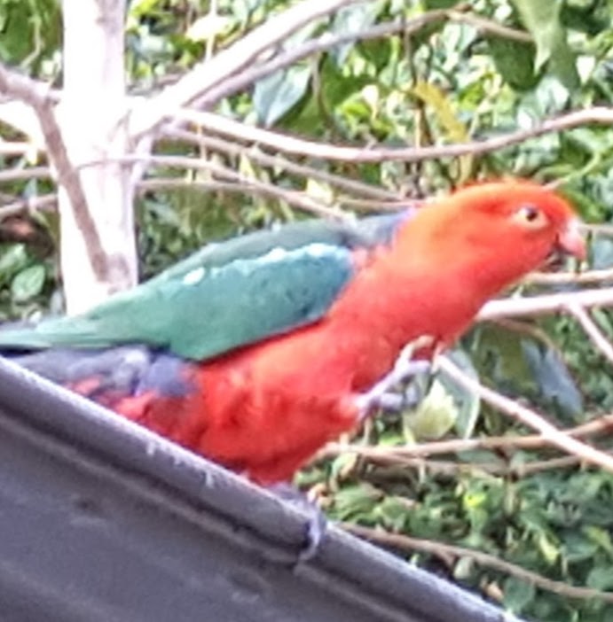 BirdSong Cottage, Coffs Harbour | 111 Korora Basin Rd, Coffs Harbour NSW 2450, Australia | Phone: 0412 445 444