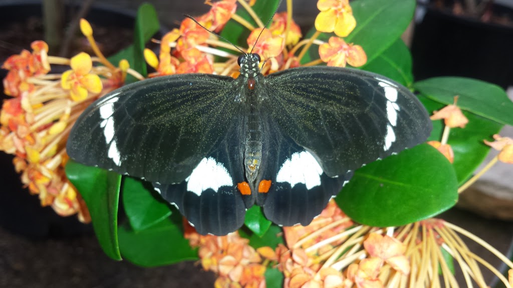 Butterfly Hill | zoo | 28 Petrie Creek Rd, Nambour QLD 4560, Australia | 0402690447 OR +61 402 690 447