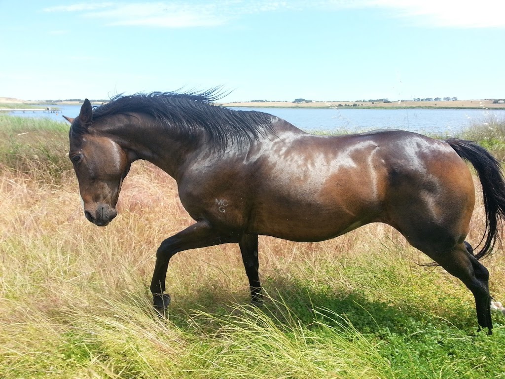 Ozflick Equine |  | Finniss-Clayton Rd, Finniss SA 5255, Australia | 0419808764 OR +61 419 808 764
