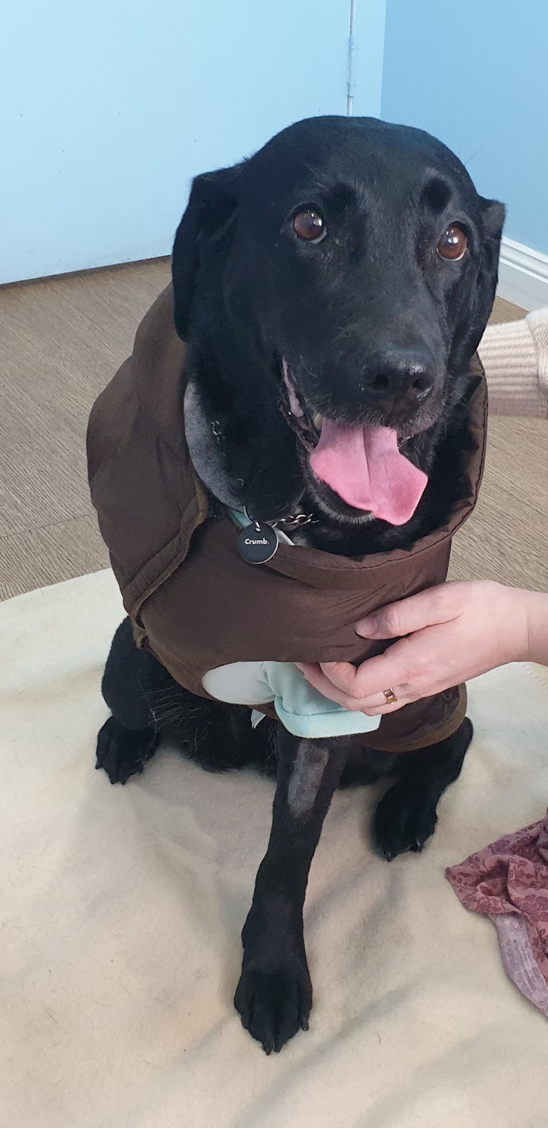 St Arnaud Veterinary Surgery | 14 Inglewood Rd, St Arnaud VIC 3478, Australia | Phone: (03) 5495 1244