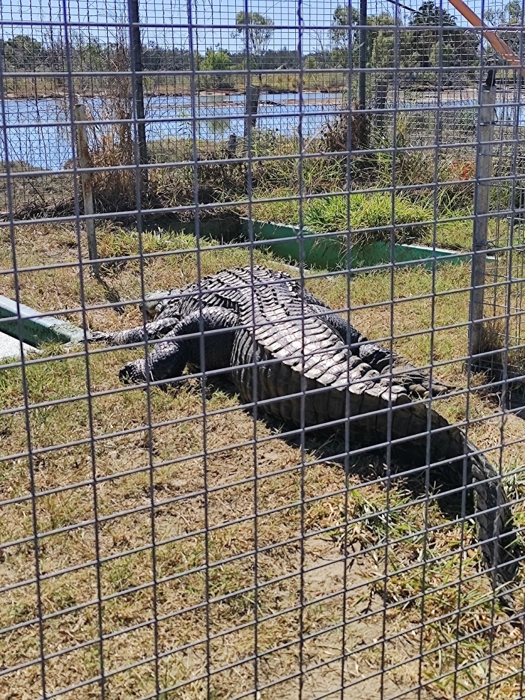 Koorana Crocodile Farm | tourist attraction | 65 Savages Rd, Coowonga QLD 4702, Australia | 0749344749 OR +61 7 4934 4749