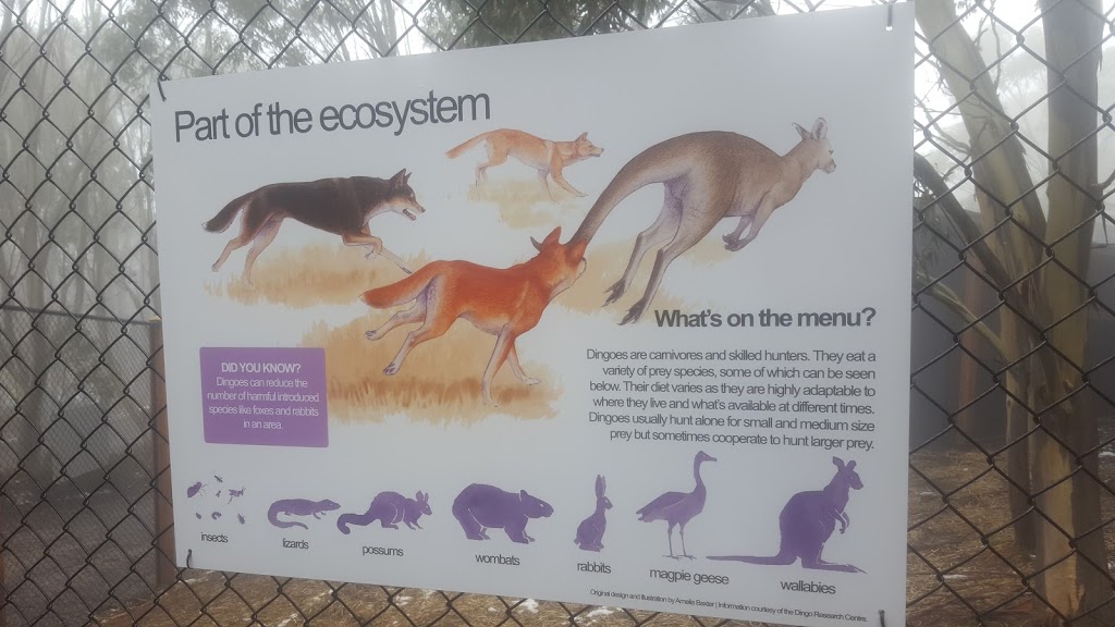 Dingos at Mt Baw Baw | zoo | 32 Currawong Road, Baw Baw Village VIC 3833, Australia