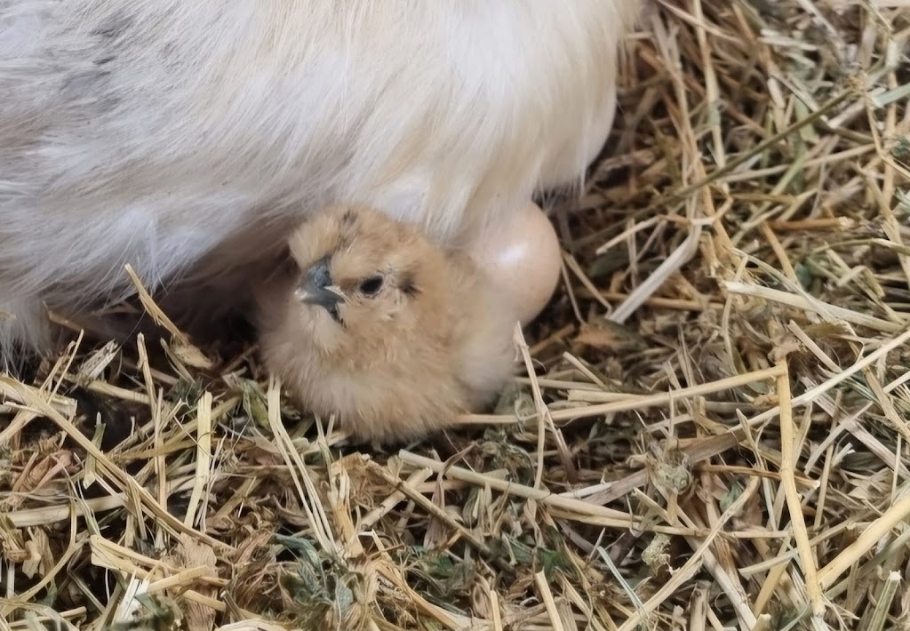 Four Bees in a Pod | Gatton QLD 4343, Australia | Phone: 0481 385 055