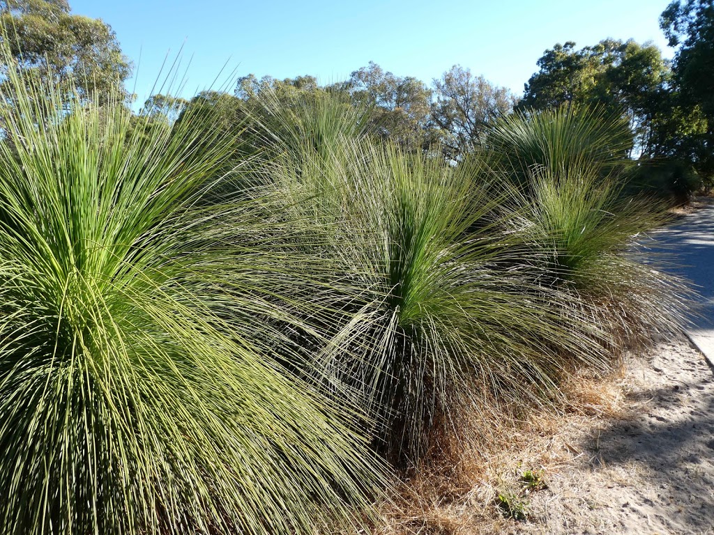 Lake Gwelup Reserve, Grass Trees (Black Boys) | park | Northern End of Lake Gwelup Reserve, Gwelup WA 6018, Australia