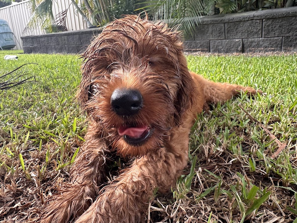 Scawoo Australian Cobberdogs | 6 Wren Ct, Regency Downs QLD 4341, Australia | Phone: 0490 785 514