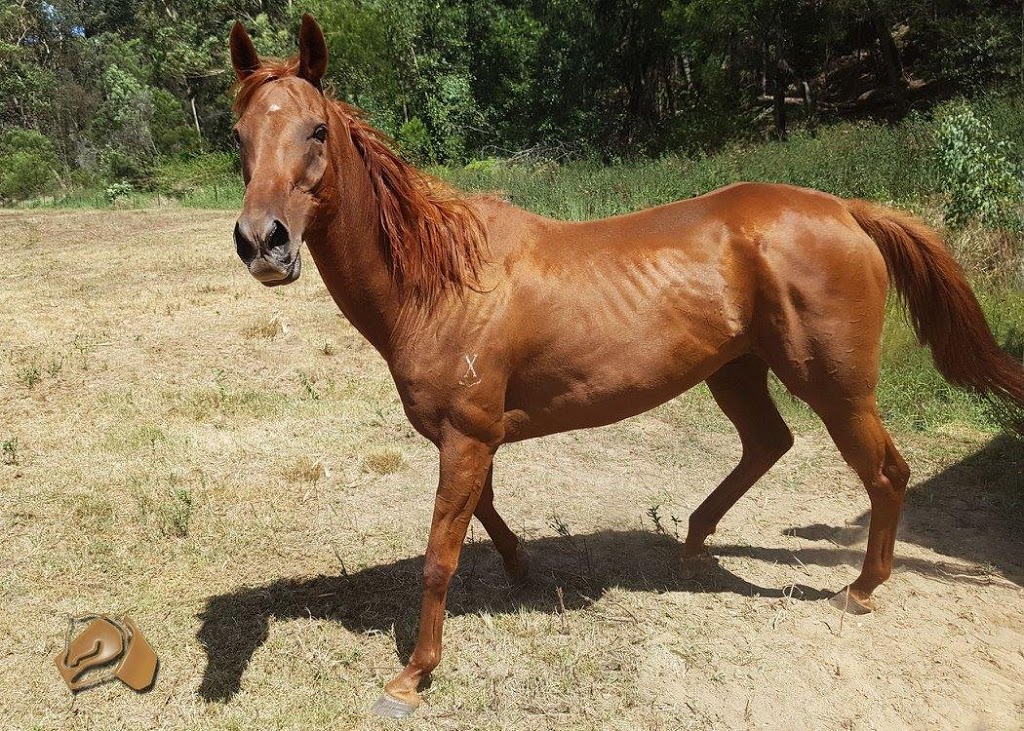 Horse Rescue Australia | 220 Crooked Ln, North Richmond NSW 2754, Australia | Phone: (02) 8250 1442