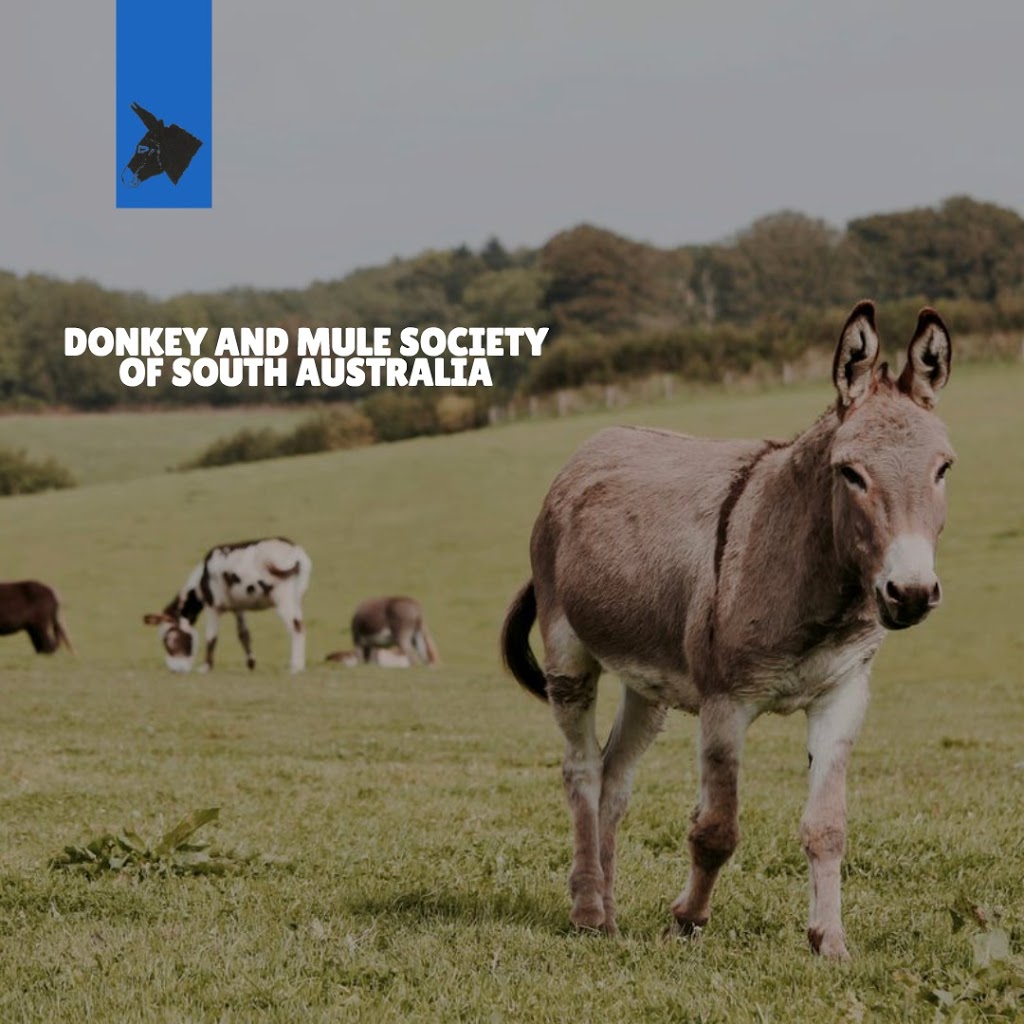 Donkey & Mule Society of South Australia |  | Plains Rd, Sellicks Hill SA 5174, Australia | 0404442949 OR +61 404 442 949