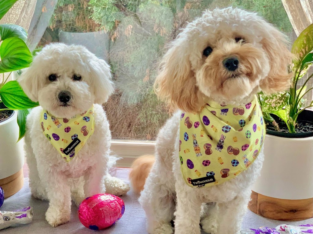 Twomoodles | 32 Currawong St, Deebing Heights QLD 4306, Australia | Phone: 0417 751 714