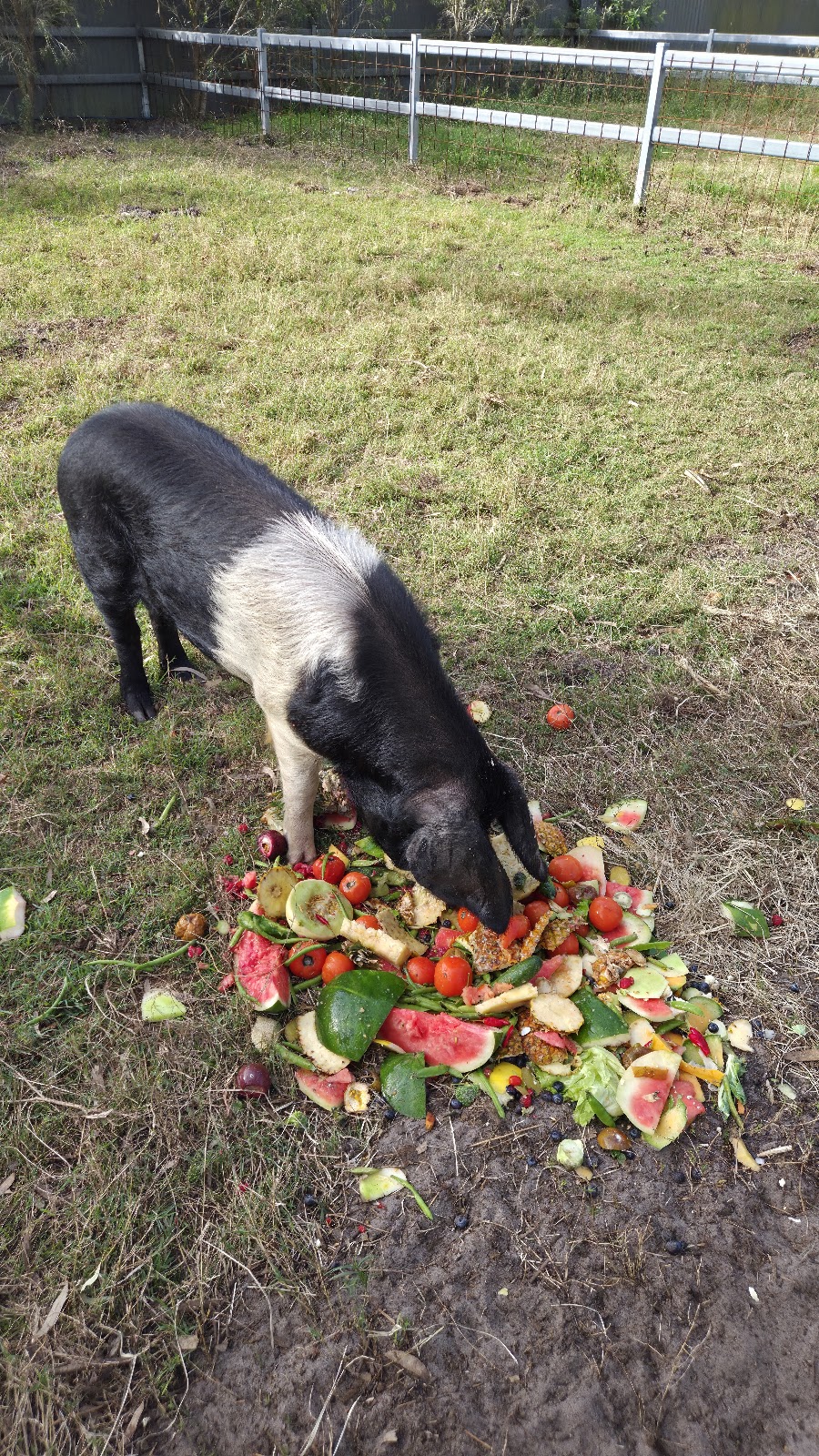 Our Farmily | 30 Bellay Rd, Beachmere QLD 4510, Australia | Phone: 0461 310 510