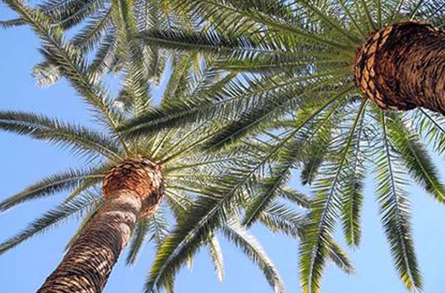 Go Tree Quotes | 8 Mondy Cres, Avoca Beach NSW 2251, Australia | Phone: 1800 252 208 Go Tree Quotes | 8 Mondy Cres, Avoca Beach NSW 2251, Australia | Phone: 1800 252 208